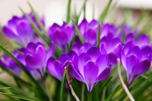 saffron_yetistircilik_